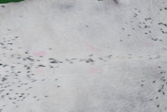 Brown and White Handmade Goat Skin Rug – Classic Elegance for Your Home