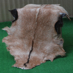 Goat Skin Rug: Tri-Color genuine Goat hide rug