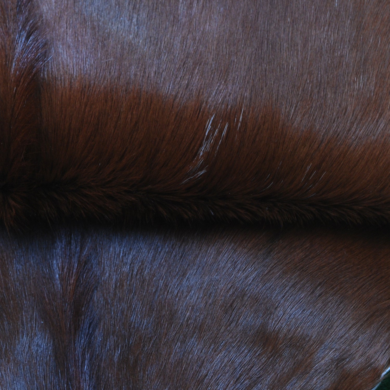 Premium Dark Brown Goat Skin Rug - Rustic Charm for Modern and Classic Interiors - Celestial Leather Limited