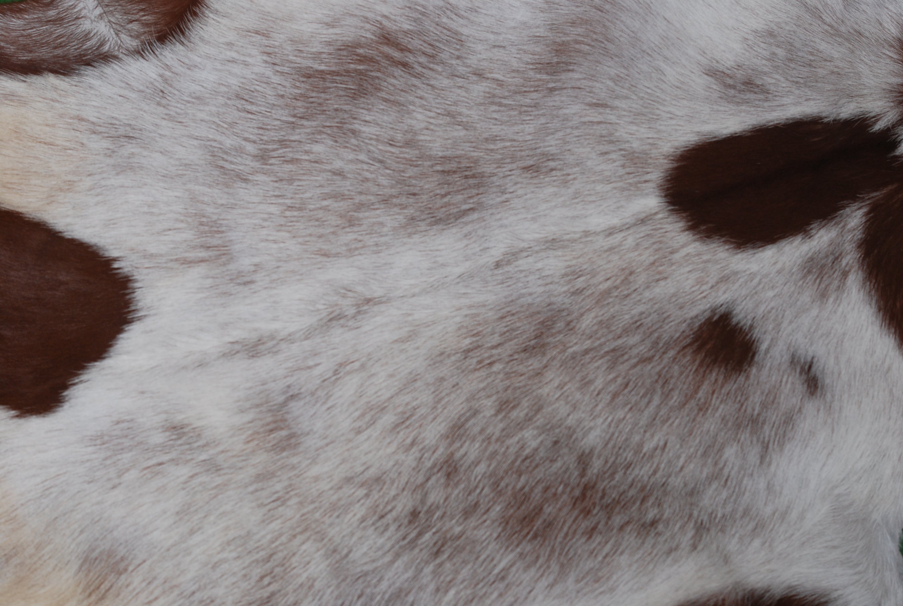 Goat Skin Rug, Versatile Style, Ideal for Modern Interiors, Limited Stock - Celestial Leather Limited