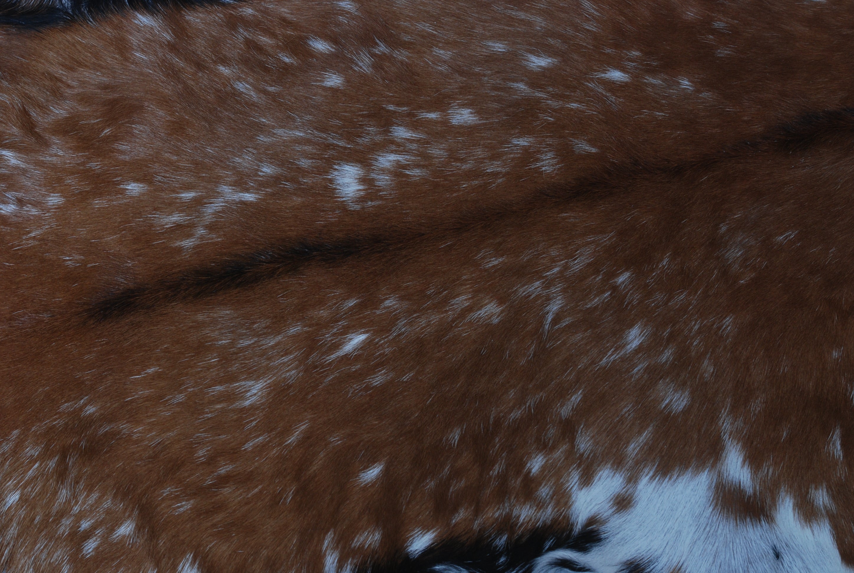 Goat Skin Rug: Tri-Color genuine Goat hide rug