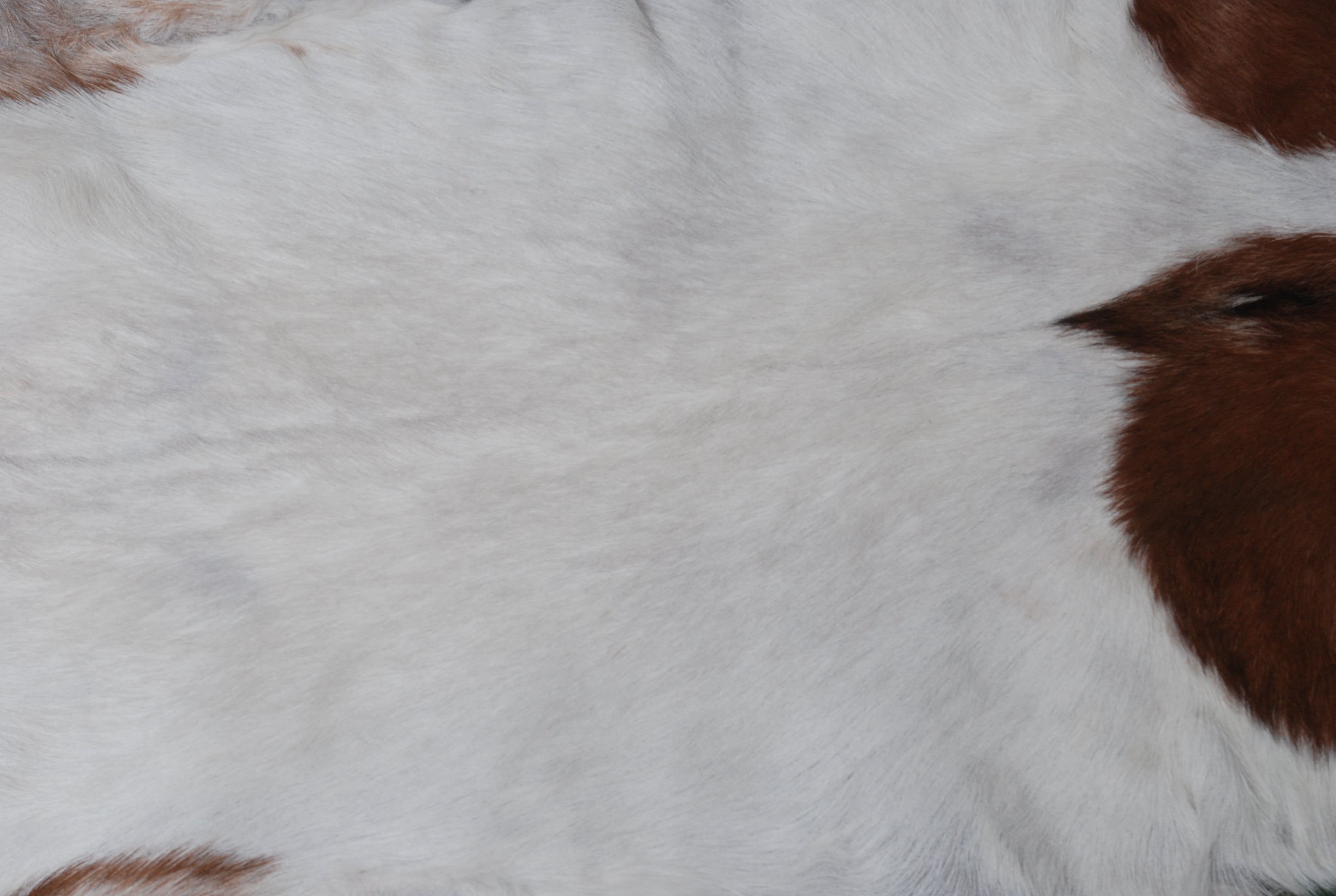 Decorative Dark Brown Goat Skin Rug - Luxurious Touch for Living Spaces - Celestial Leather Limited