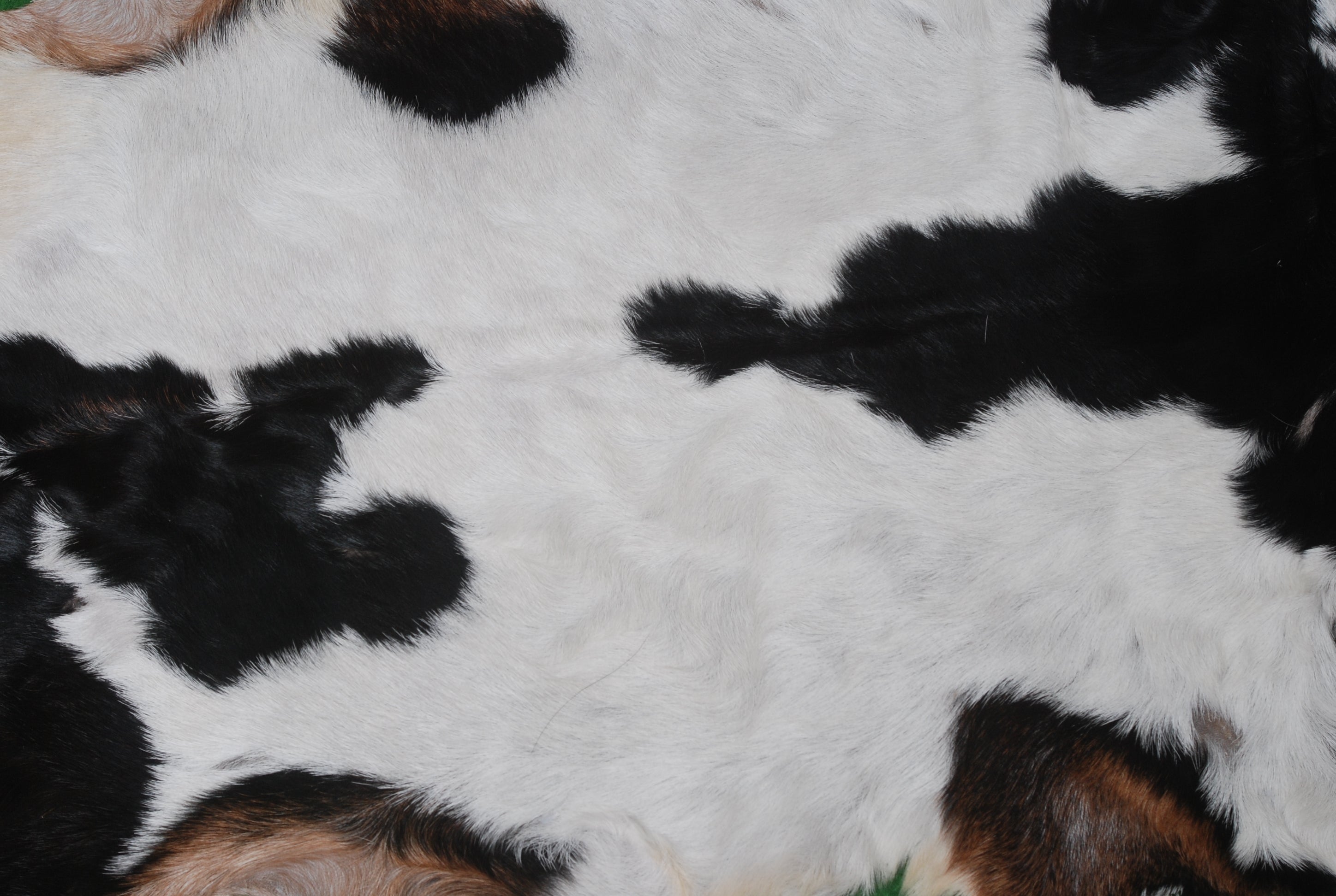 Goat Skin Rug: Tri-Color genuine Goat hide rug