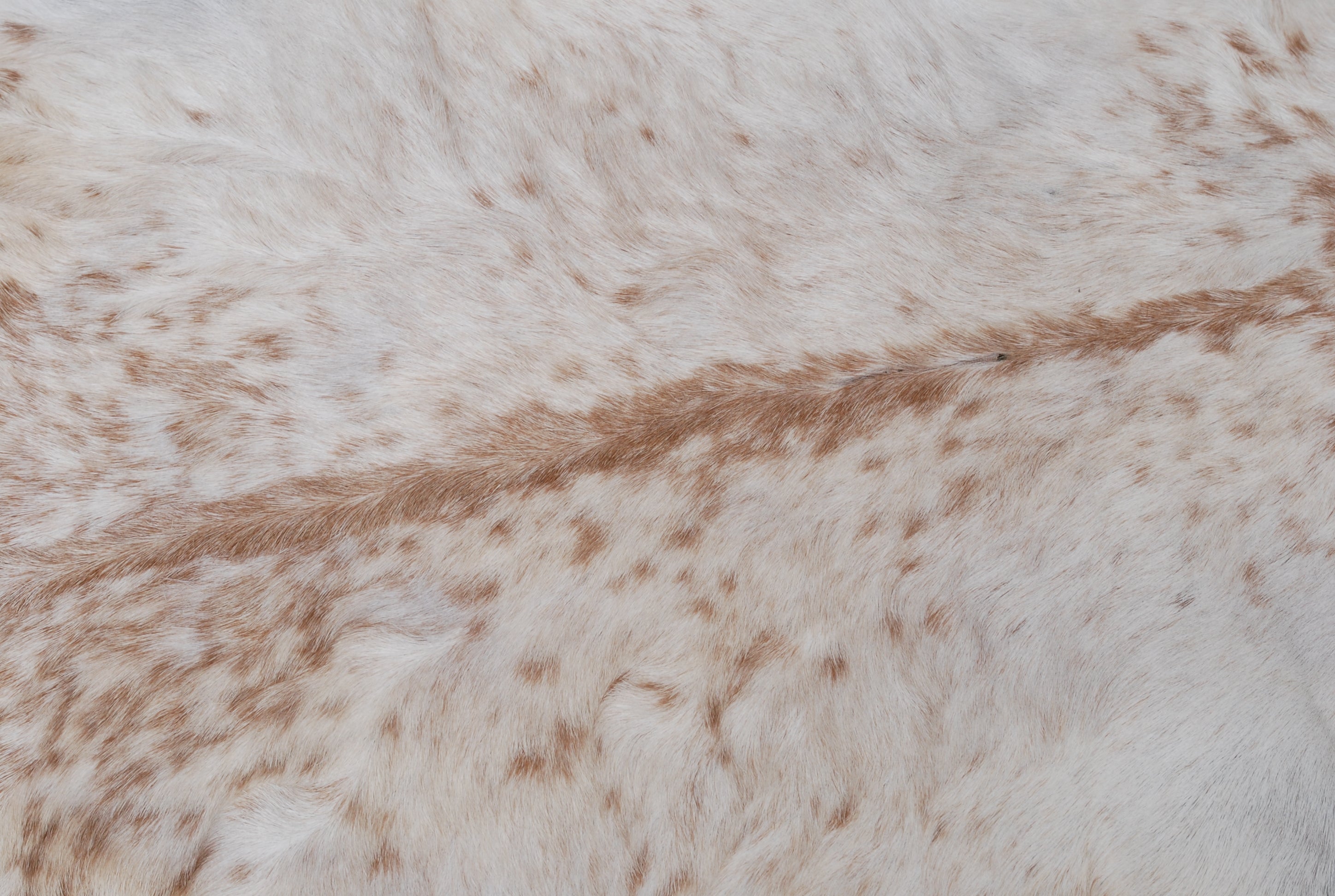 Luxurious Brown and White Genuine Goat Hide Rug - Premium Hair-on Skin Rug for Home Decor - Celestial Leather Limited