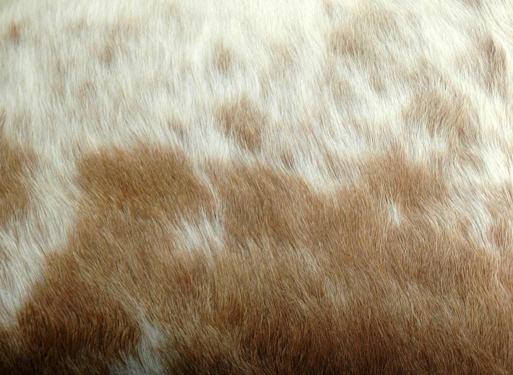 Rustic Genuine Leather Cushion Cover with Hidden Zipper - Multicolour Cowhide Home Decor - Eco-Friendly Exotic Leather Accent Piece