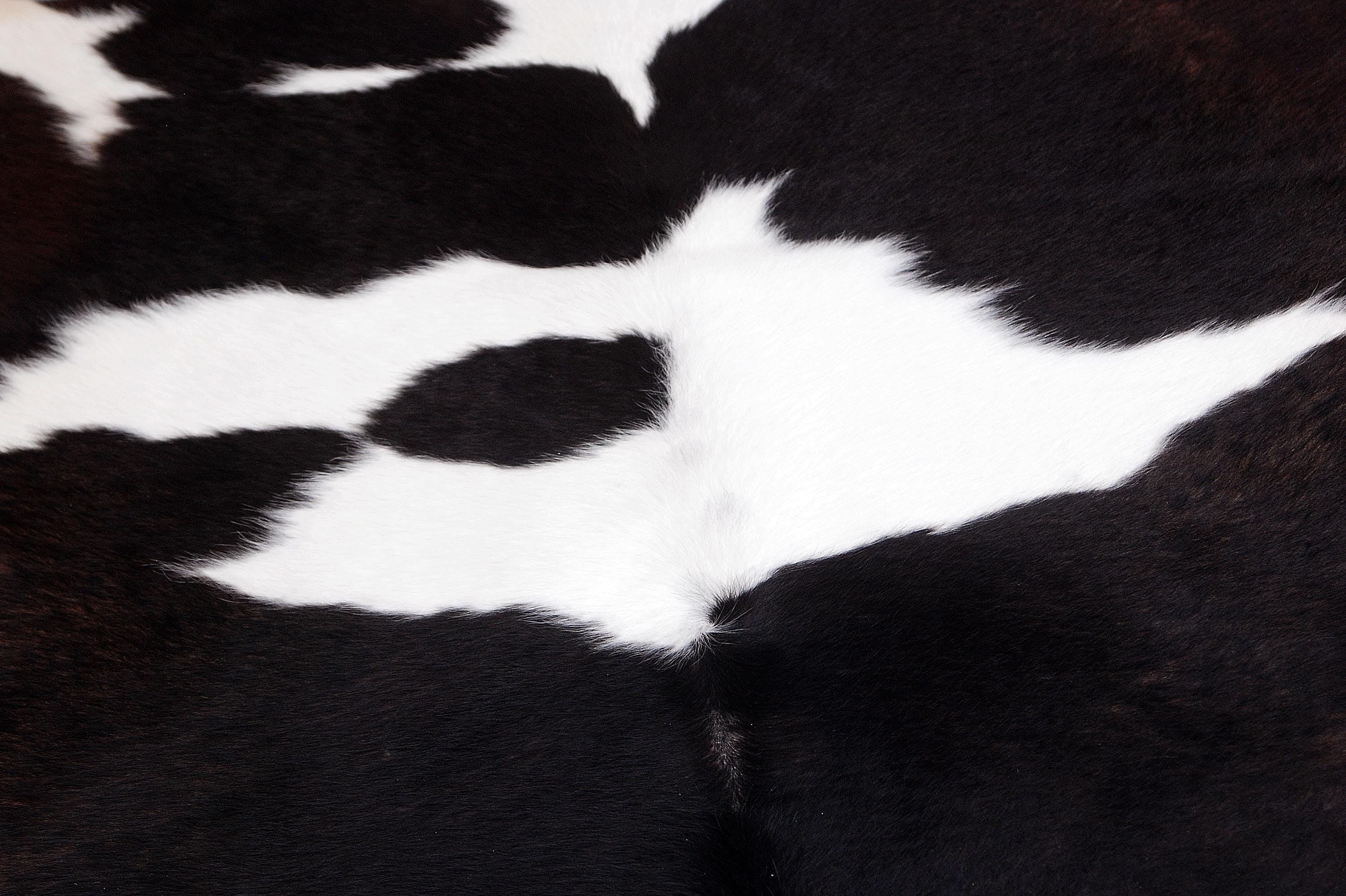 Handcrafted Multicolour Cowhide Rug | Hypoallergenic Small Area Rug with Animal Print | Non-Shedding, Non-Slippery Suede Back | Free - Celestial Leather Limited